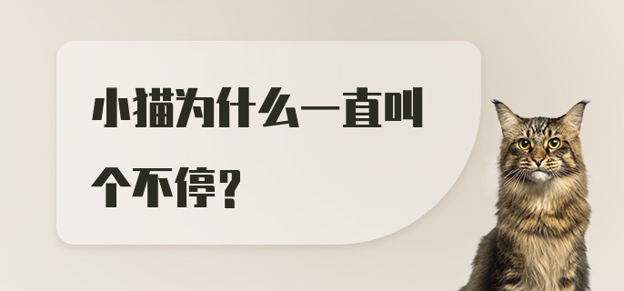 小猫为什么一直叫个不停？