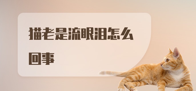 猫老是流眼泪怎么回事