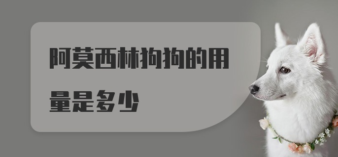 阿莫西林狗狗的用量是多少