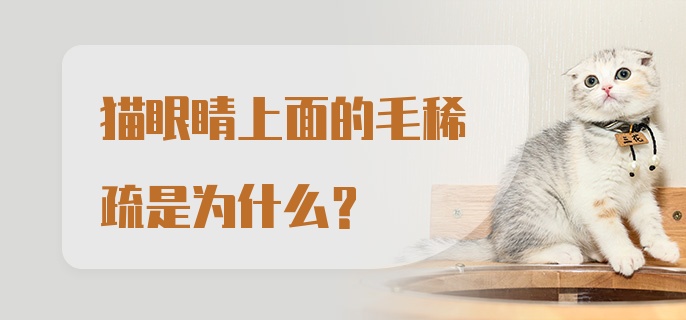 猫眼睛上面的毛稀疏是为什么？