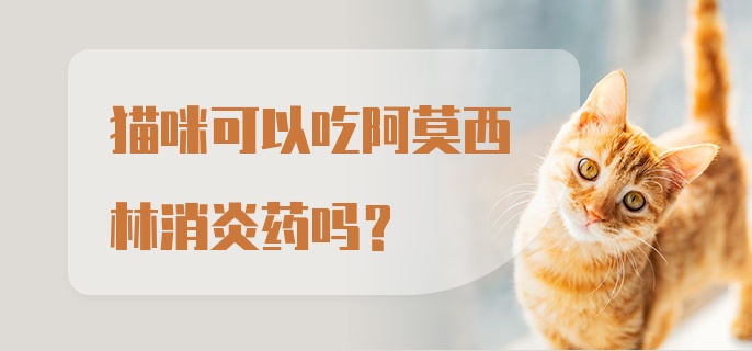 猫咪可以吃阿莫西林消炎药吗？