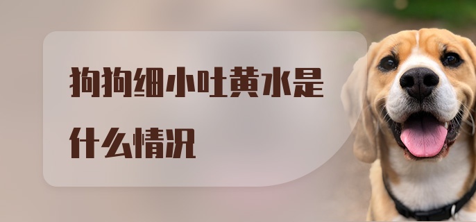 狗狗细小吐黄水是什么情况