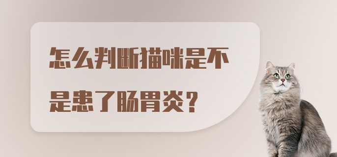 怎么判断猫咪是不是患了肠胃炎？