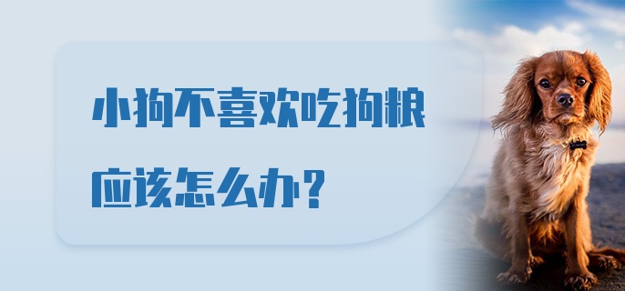 小狗不喜欢吃狗粮应该怎么办？