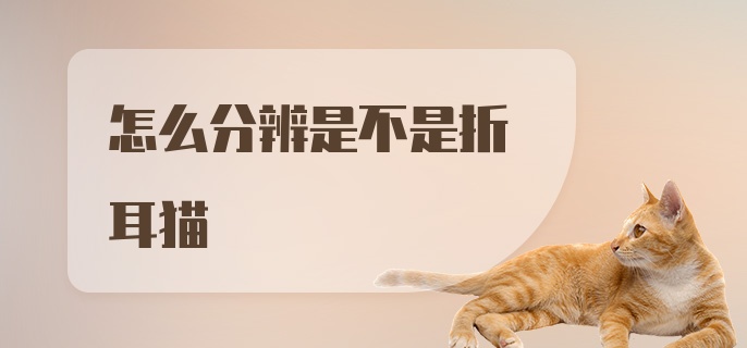 怎么分辨是不是折耳猫