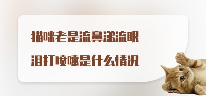 猫咪老是流鼻涕流眼泪打喷嚏是什么情况