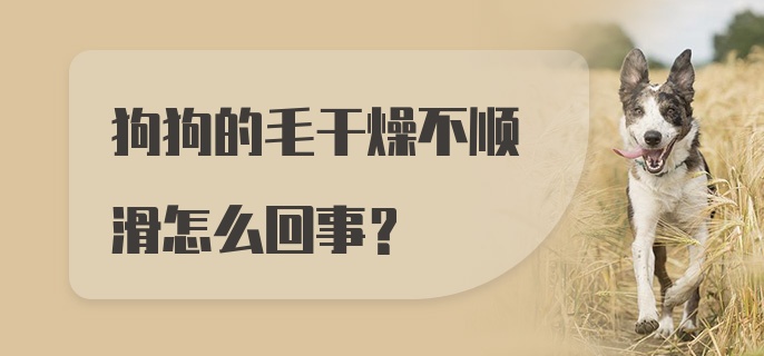 狗狗的毛干燥不顺滑怎么回事？