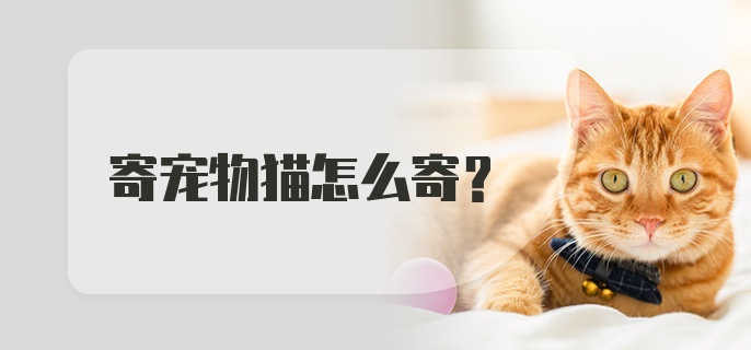 寄宠物猫怎么寄？