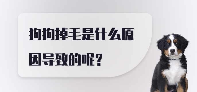 狗狗掉毛是什么原因导致的呢？