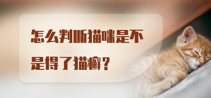 怎么判断猫咪是不是得了猫癣？