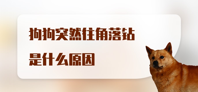 狗狗突然往角落钻是什么原因