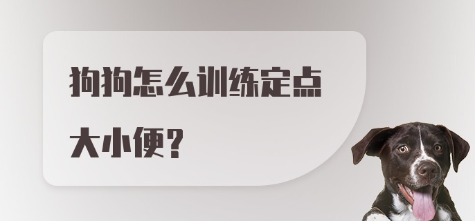 狗狗怎么训练定点大小便？