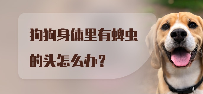 狗狗身体里有蜱虫的头怎么办？