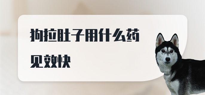 狗拉肚子用什么药见效快