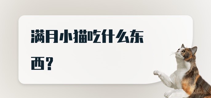 满月小猫吃什么东西？