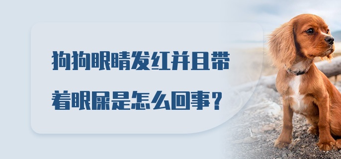 狗狗眼睛发红并且带着眼屎是怎么回事？