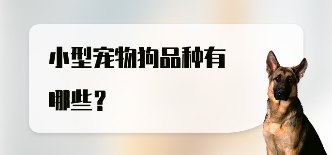 小型宠物狗品种有哪些？