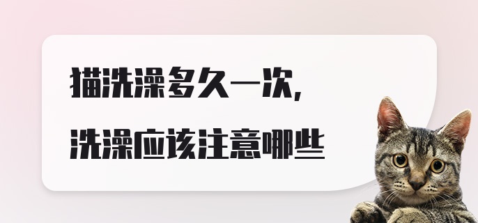 猫洗澡多久一次，洗澡应该注意哪些