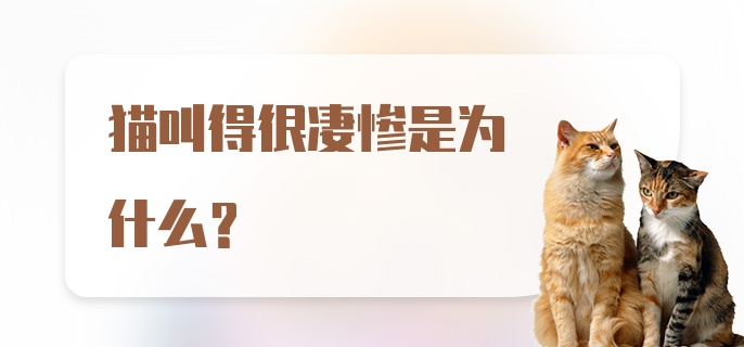 猫叫得很凄惨是为什么？