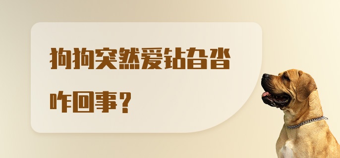 狗狗突然爱钻旮沓咋回事？