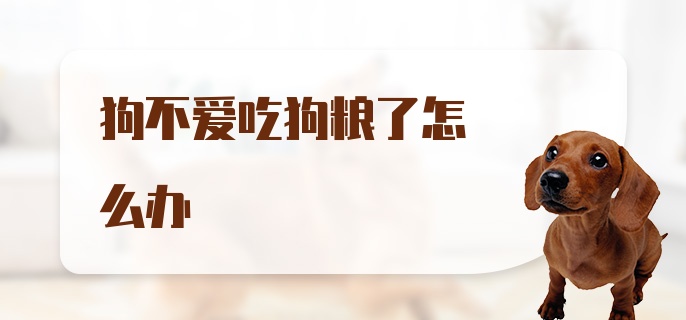 狗不爱吃狗粮了怎么办