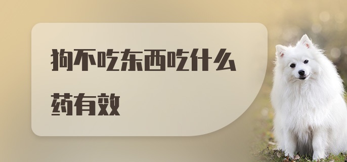 狗不吃东西吃什么药有效