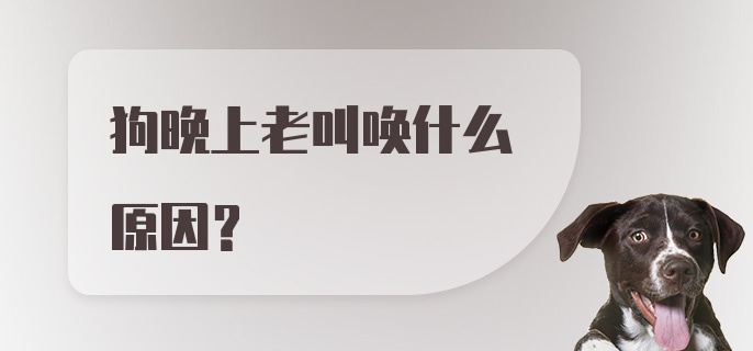 狗晚上老叫唤什么原因？