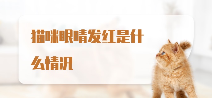 猫咪眼睛发红是什么情况