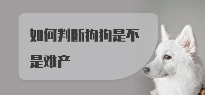 如何判断狗狗是不是难产