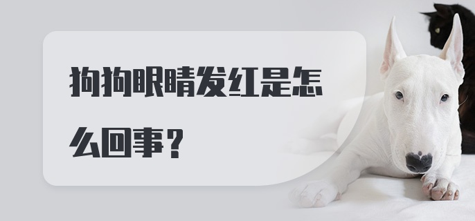 狗狗眼睛发红是怎么回事？