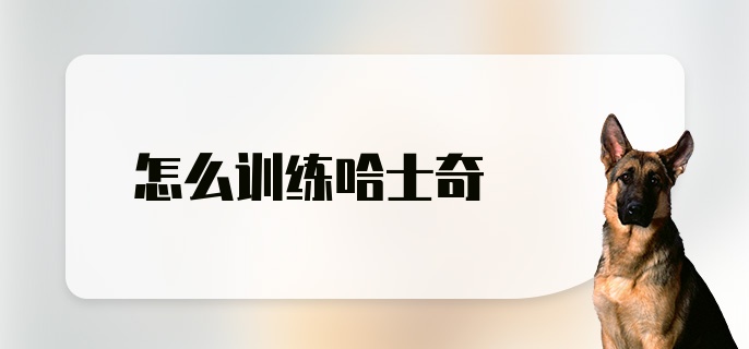 怎么训练哈士奇