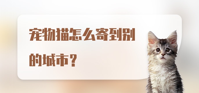 宠物猫怎么寄到别的城市？