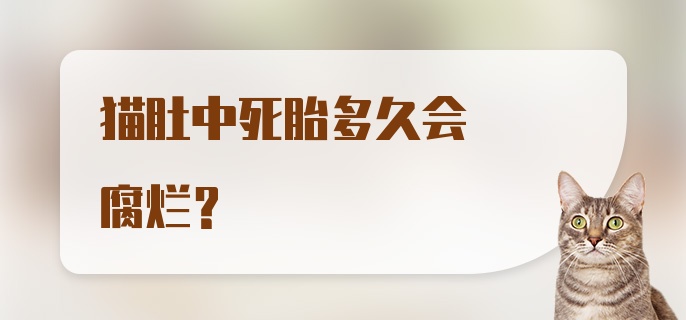 猫肚中死胎多久会腐烂？