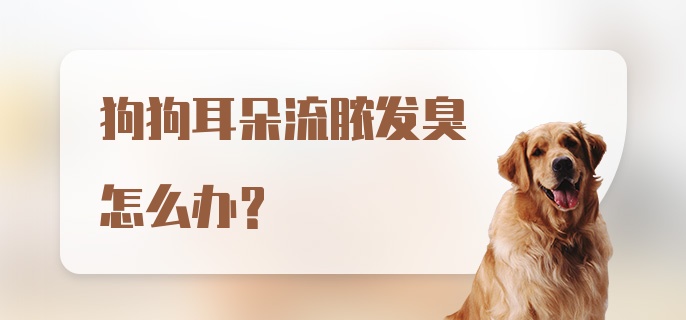 狗狗耳朵流脓发臭怎么办？