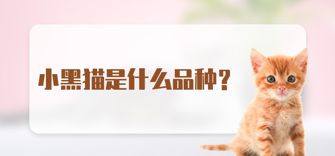 小黑猫是什么品种？