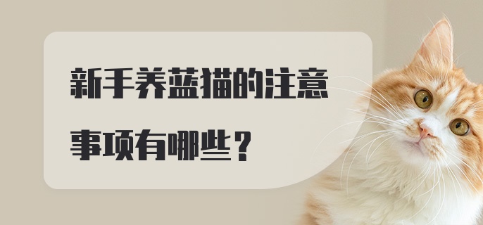 新手养蓝猫的注意事项有哪些？