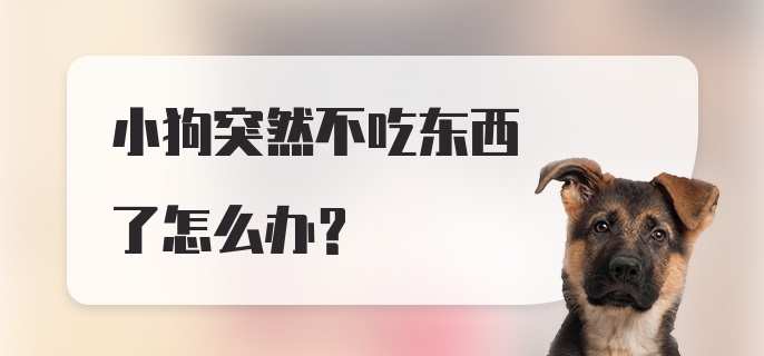 小狗突然不吃东西了怎么办?