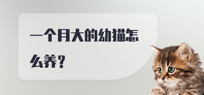 一个月大的幼猫怎么养？