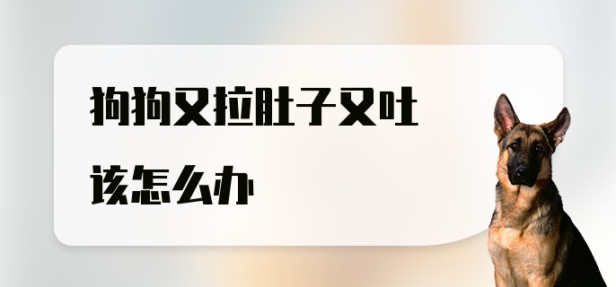 狗狗又拉肚子又吐该怎么办