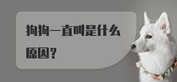 狗狗一直叫是什么原因？