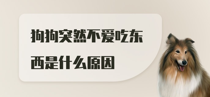 狗狗突然不爱吃东西是什么原因