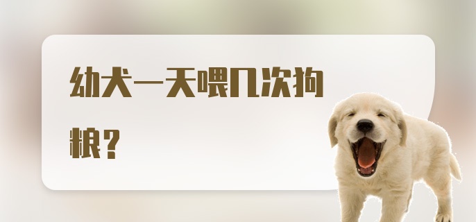 幼犬一天喂几次狗粮？