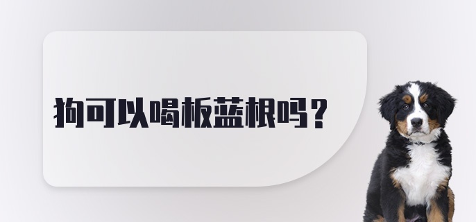 狗可以喝板蓝根吗？