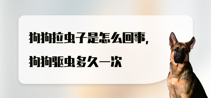 狗狗拉虫子是怎么回事，狗狗驱虫多久一次