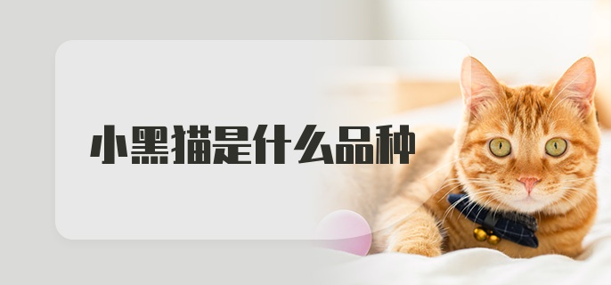 小黑猫是什么品种