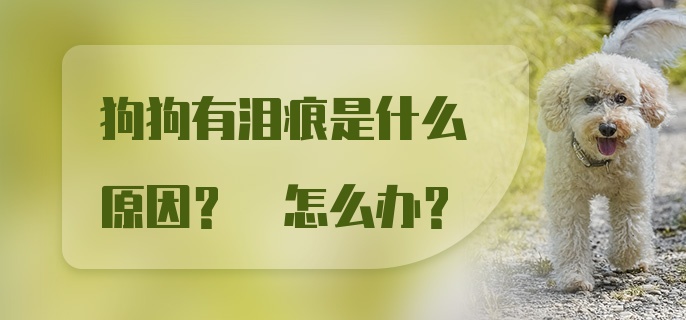 狗狗有泪痕是什么原因? 怎么办？