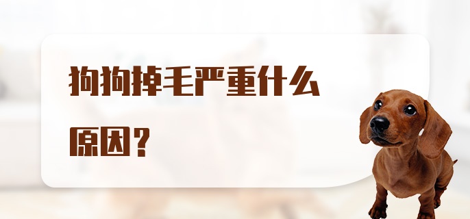 狗狗掉毛严重什么原因？