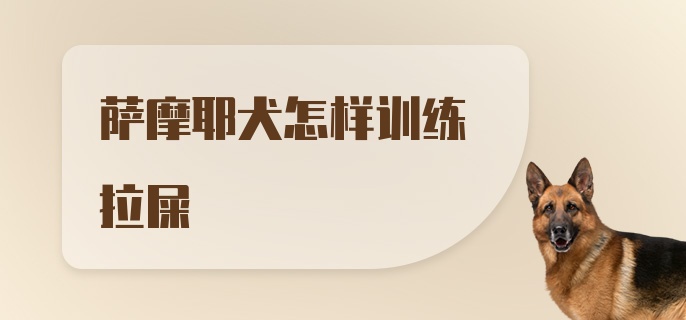 萨摩耶犬怎样训练拉屎