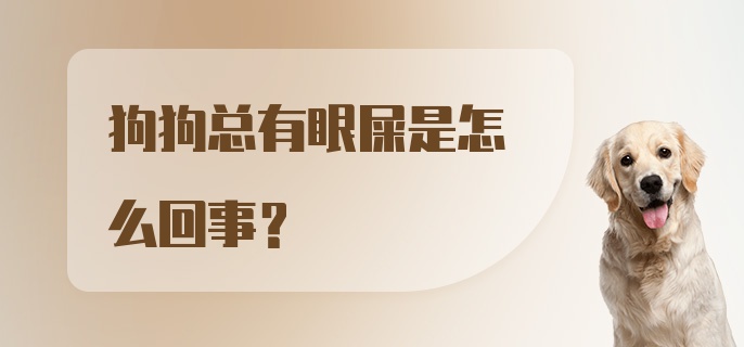 狗狗总有眼屎是怎么回事?