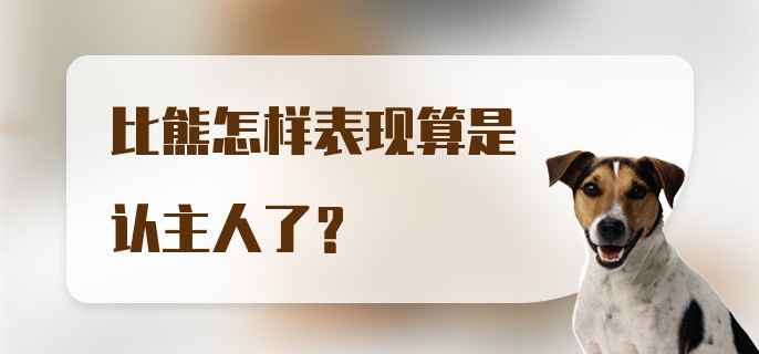 比熊怎样表现算是认主人了？